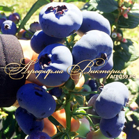 Голубика ЧИППЕВА ("Chippewa", США) (КРУПНОМЕР! ОГРОМНЫЙ КУСТ, В ПЛОДОНОШЕНИЕ ВСТУПАЕТ НА СЛЕДУЮЩИЙ ГОД ПОСЛЕ ПОСАДКИ Голубика ЧИППЕВА ("Chippewa", США) (КРУПНОМЕР! ОГРОМНЫЙ КУСТ, В ПЛОДОНОШЕНИЕ ВСТУПАЕТ НА СЛЕДУЮЩИЙ ГОД ПОСЛЕ ПОСАДКИ